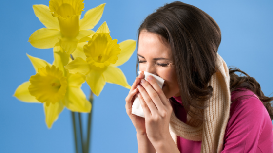 Women sneezing when daffodils are blooming